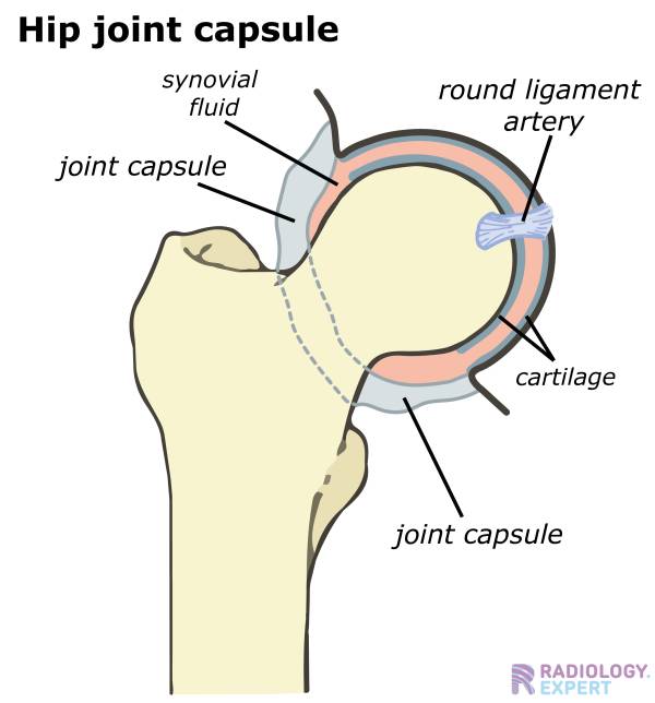 round ligament hip