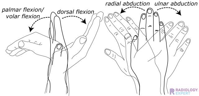 volar vs dorsal hand